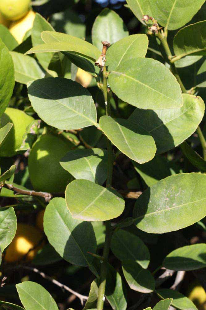            Sun leaves (Abhayapuri, Riverside, CA)   